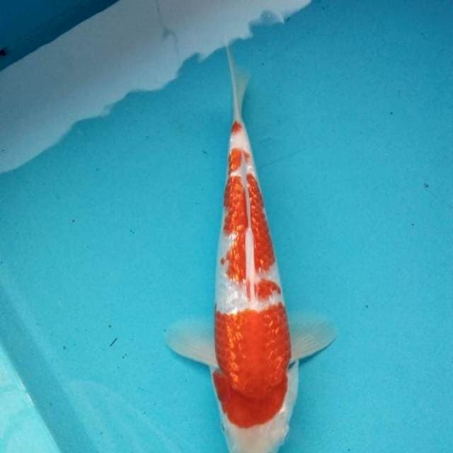 Kohaku gindrin