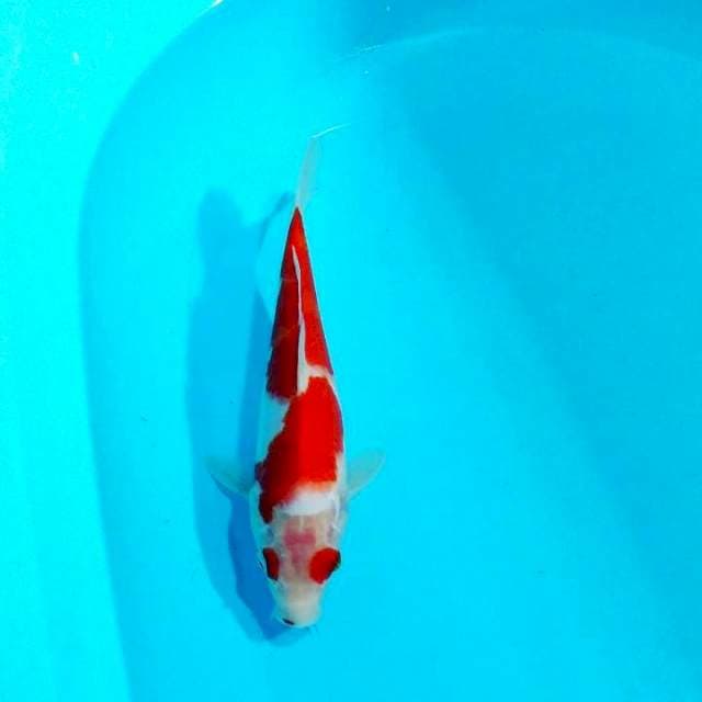 Kohaku 27 cm cndrung male