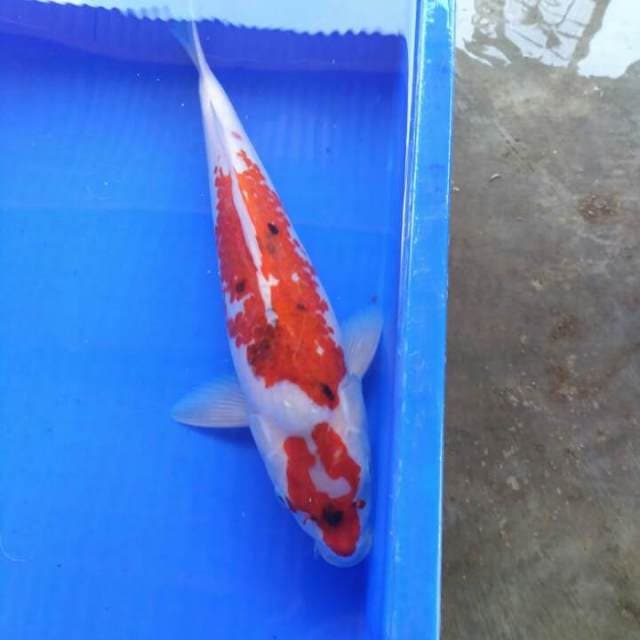 Koromo 