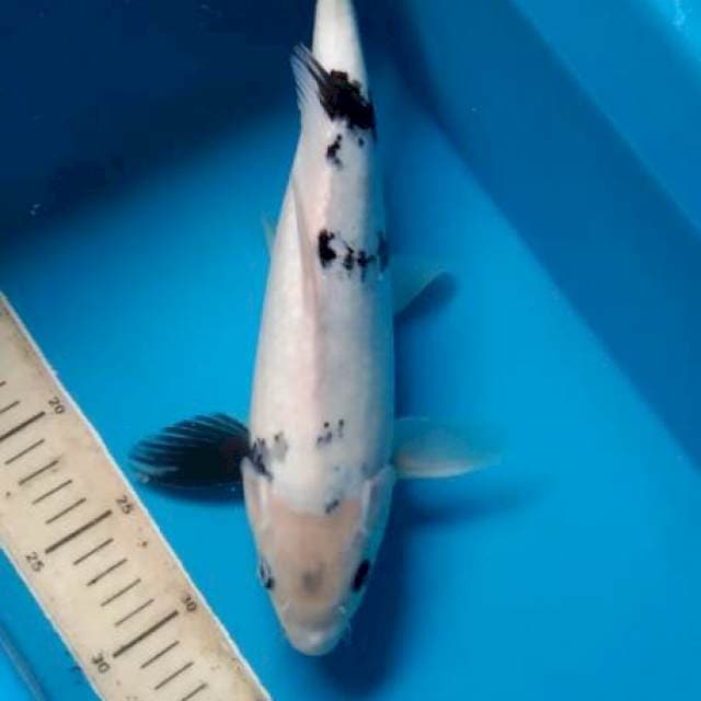 Shiro 38 cm male