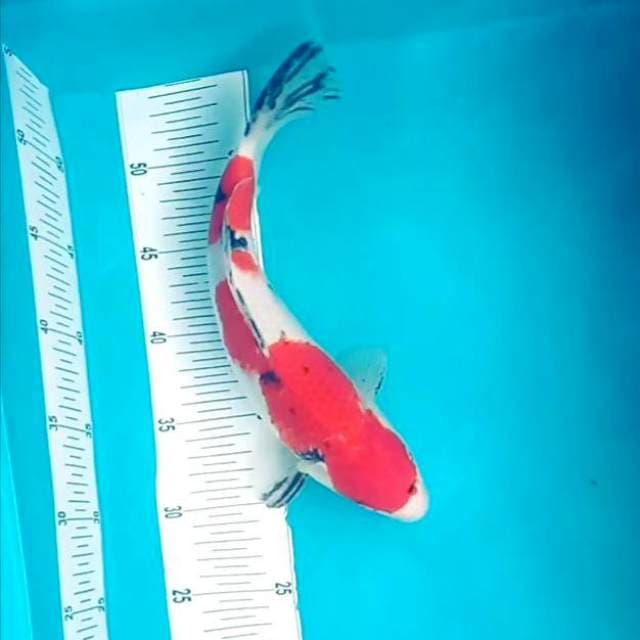 B. Sanke Red #31cm