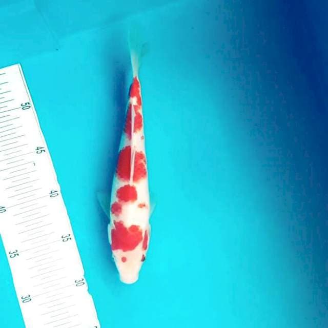D. Kohaku Sakura # 27cm