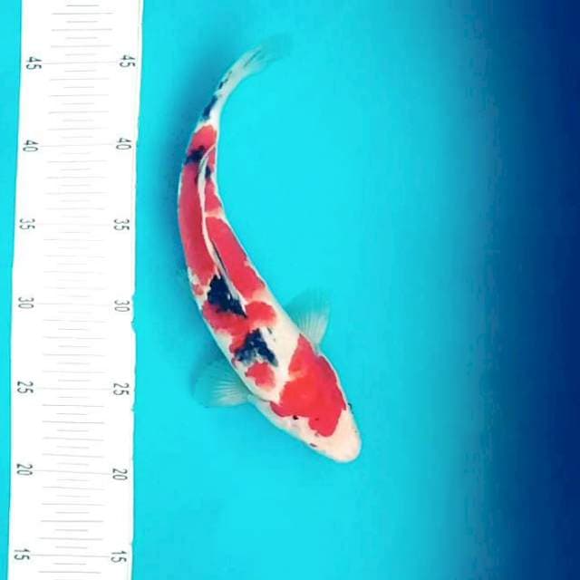 E. Sanke Stubosumi # 29cm
