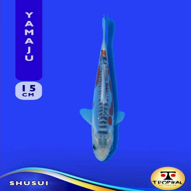 Shusui (Yamaju Farm) 15cm. Import & Sertifikat