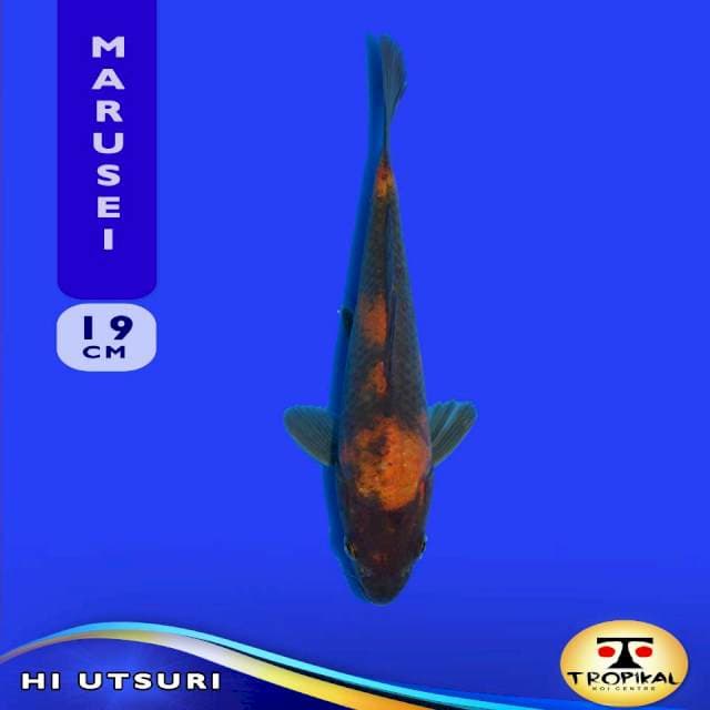Hi Utsuri (Marusei Farm) 19cm. Import & Breeder Sertifikat
