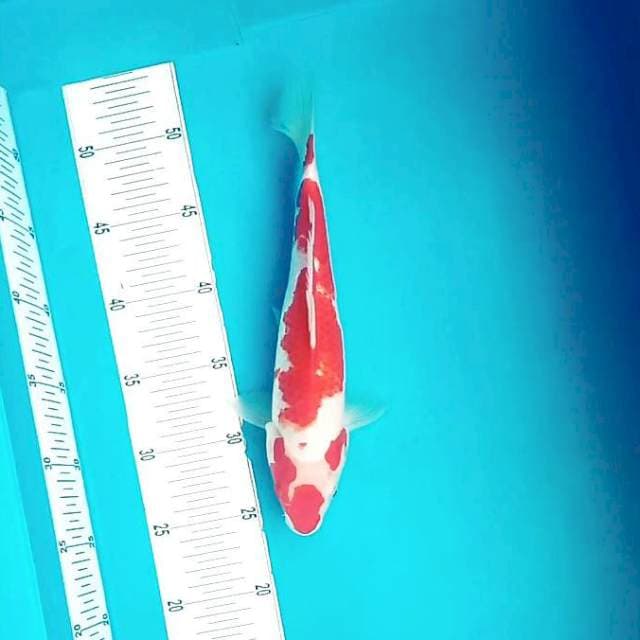 G. Kohaku Unix # 29cm