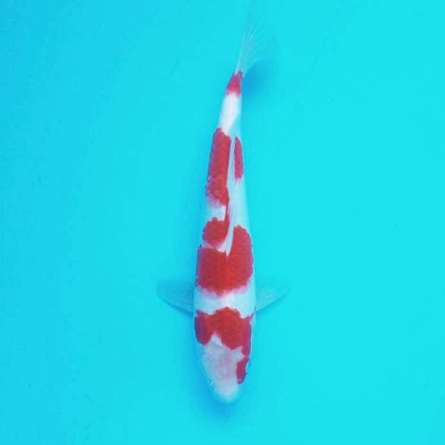 I. Kohaku Minimanis # 28cm