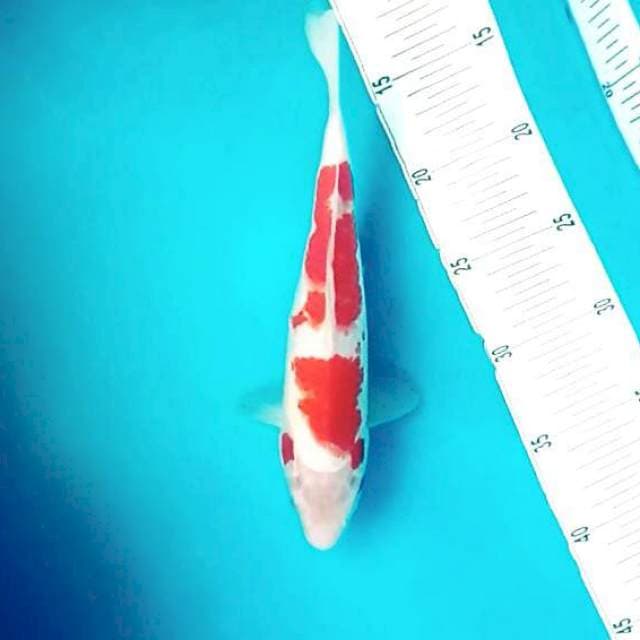 L. Nidan Kohaku #26cm