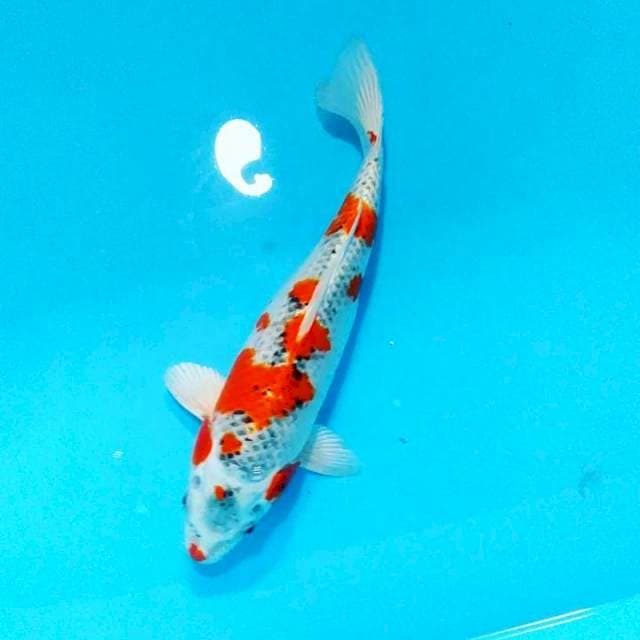 Kojaku 33cm fm