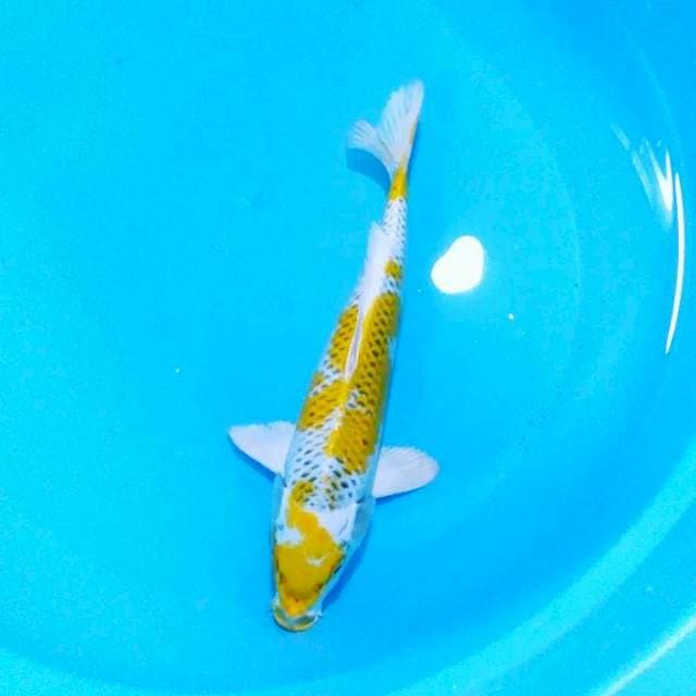 Hariwake 32cm male