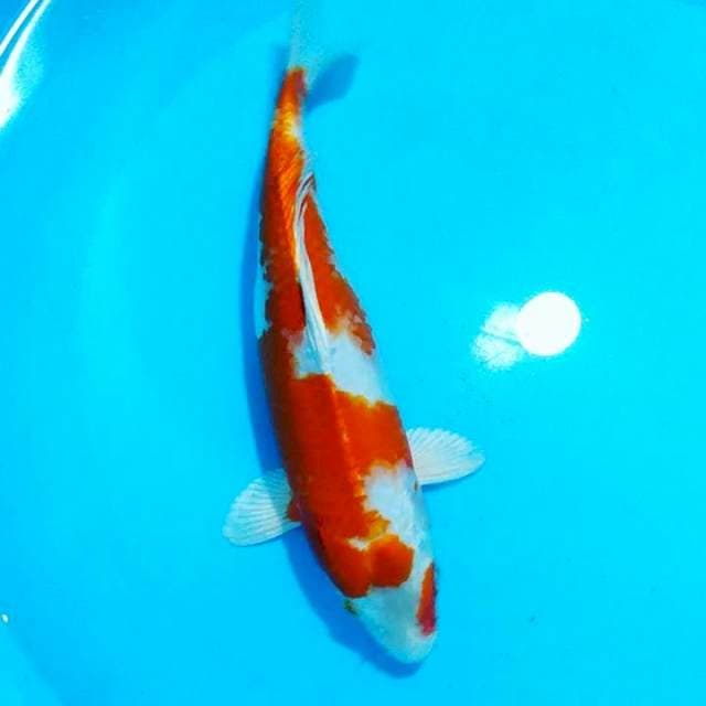 Sakura ogon 33 cm fm