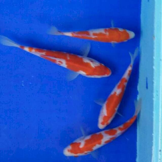 kohaku 14/15cm