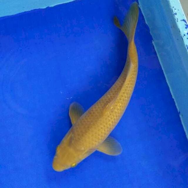 midorigoi 35cm