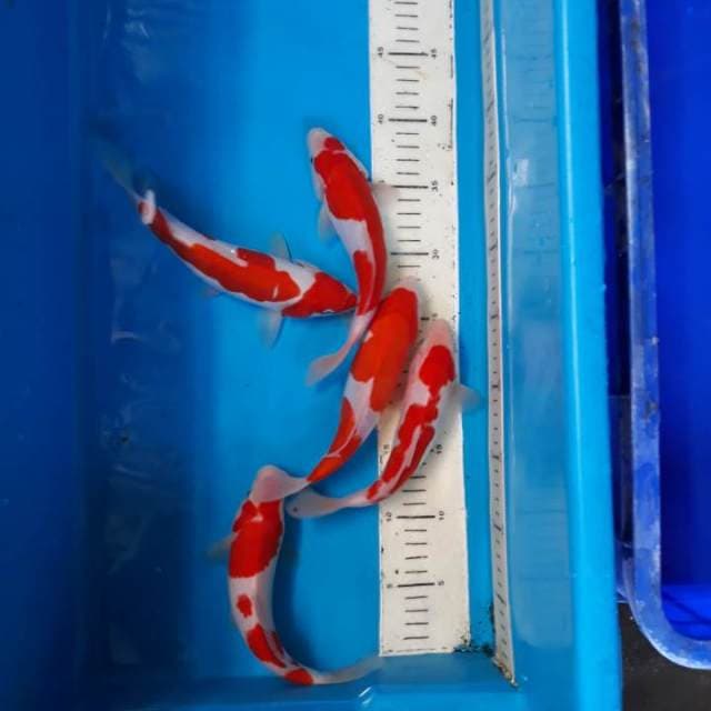 Mix kohaku sisik dan doit 