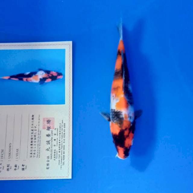 Showa import lengkp serty
