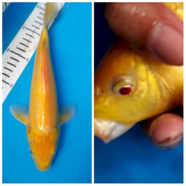 RED EYE KARASI