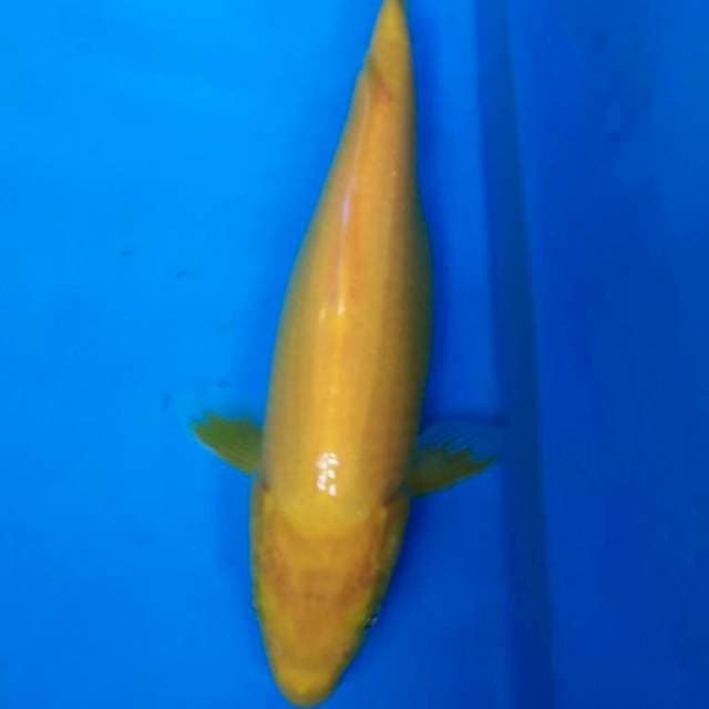KARASI