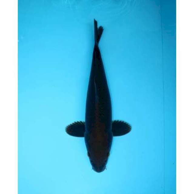 HAJIRO 34 CM