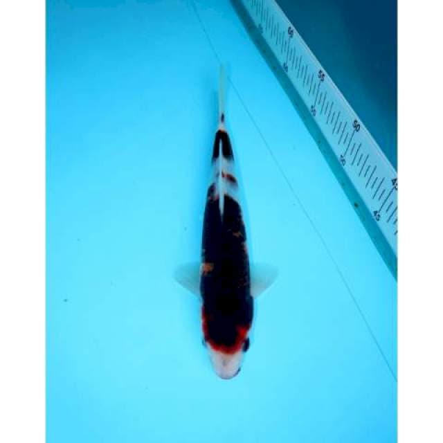 BUDO GOROMO 24 CM