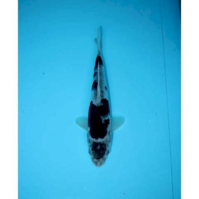 SUMI GOROMO 20 CM