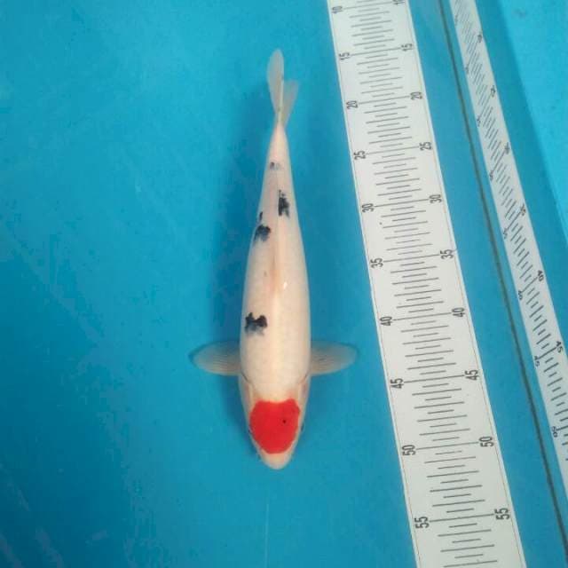 Tanco sanke, 32cm