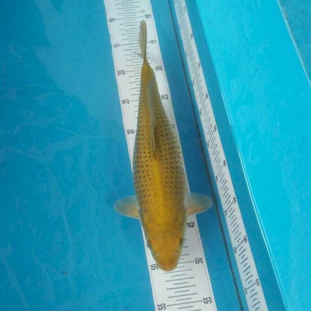 Chagoi ,35cm