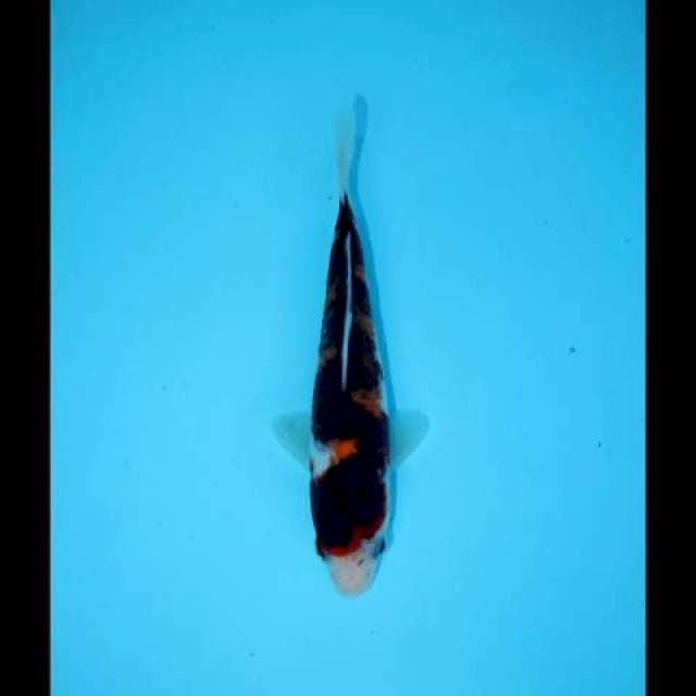 BUDO GOROMO POLA UNIK 16 CM