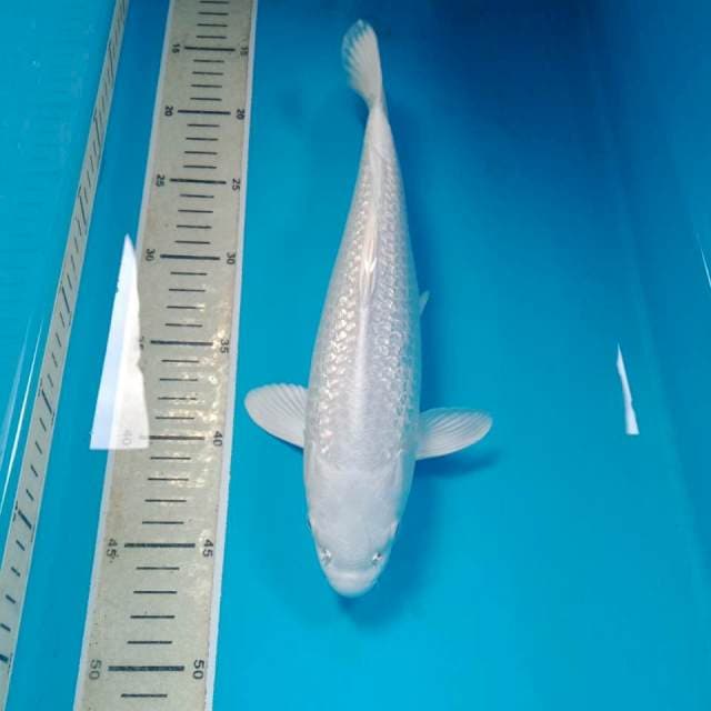 Platinum Ginrin 31 cm