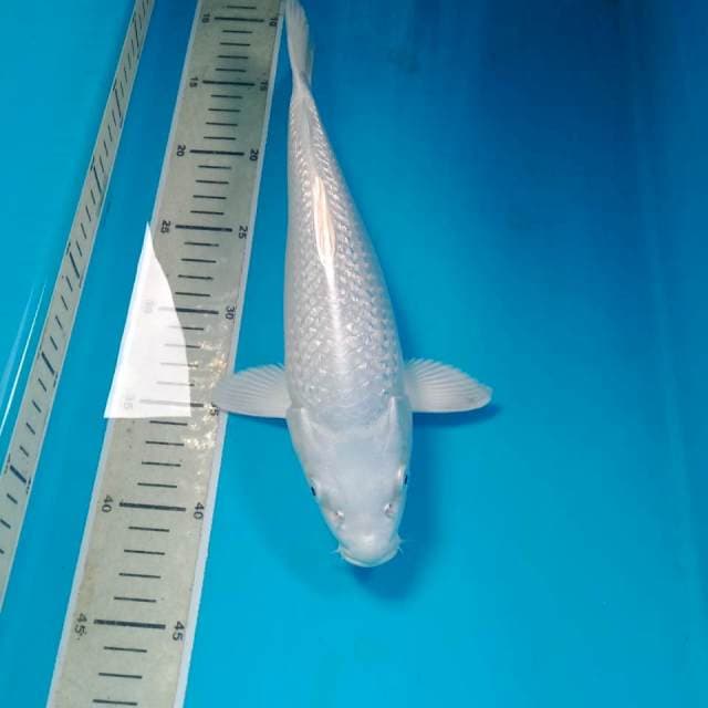 Platinum Ginrin 31 cm