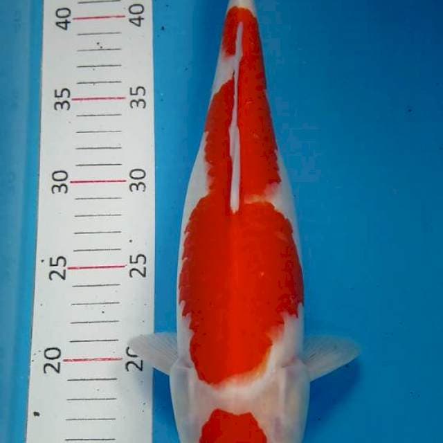 Kohaku maruten