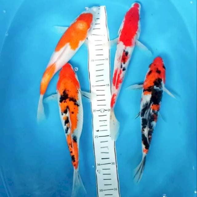 Mix