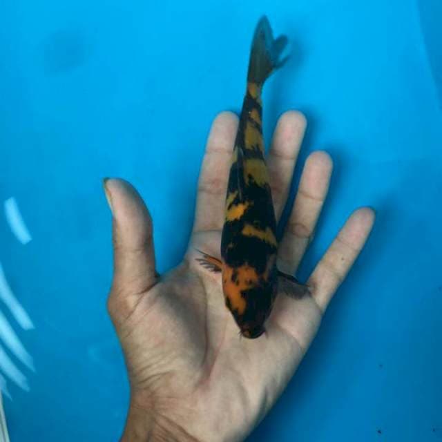 Hi utsuri istimewa 17cm