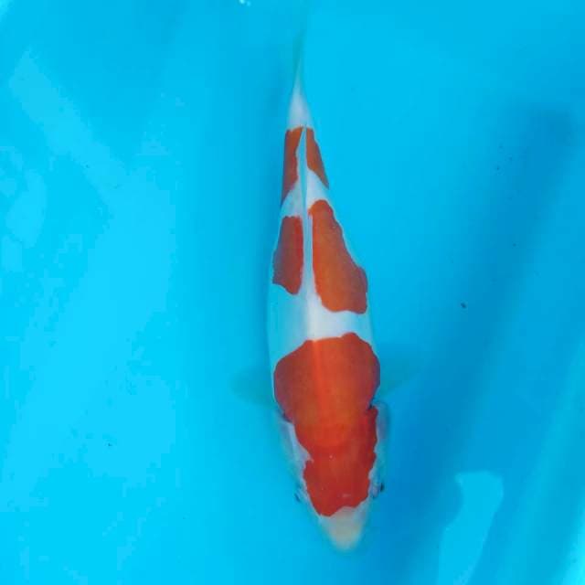 Doitsu murni 25cm