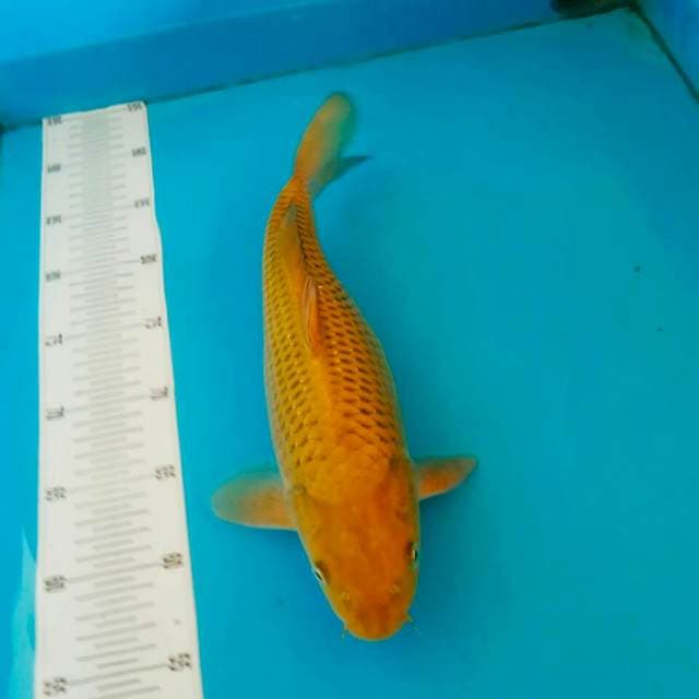 Cagoi istimewa rapi 32 cm