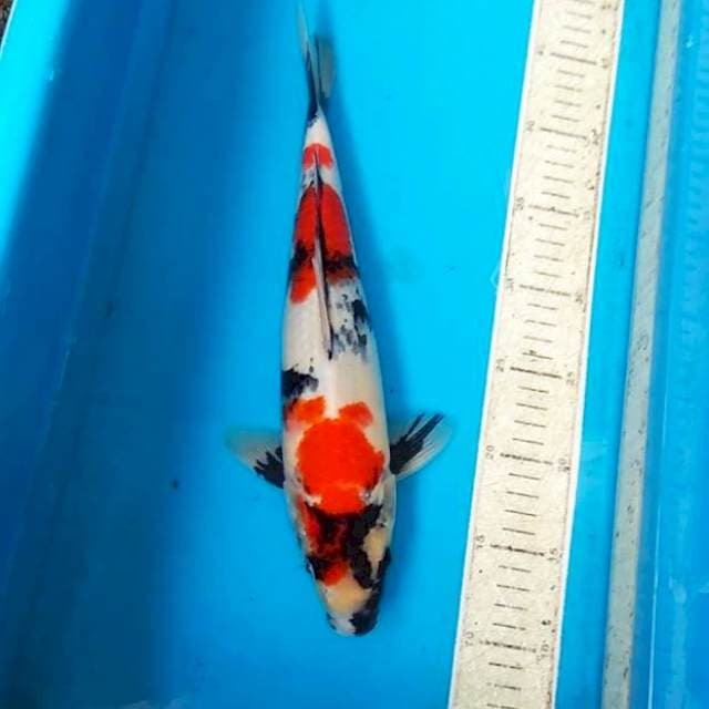 Showa calon 35cm