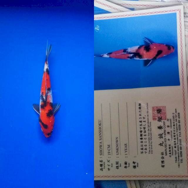Showa import marusei