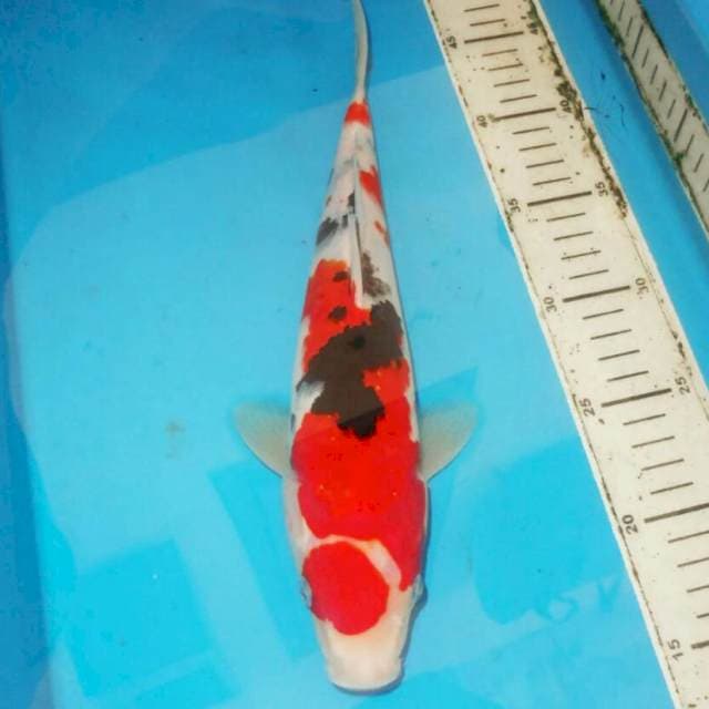 Sanke SQ 31 cm
