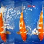 Kohaku Doitsu 38cm