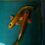 Lumayan2 28,29cm