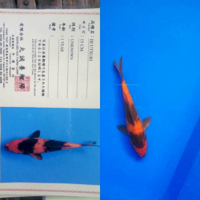 Hiutsuri import marusei