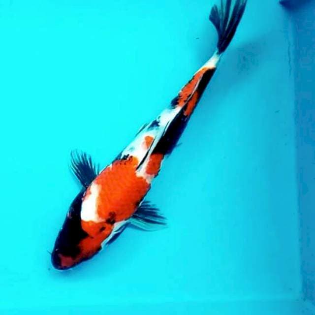 Showa*28cm