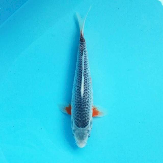 Asagi*30cm joss