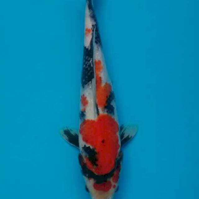 Showa 35 cm