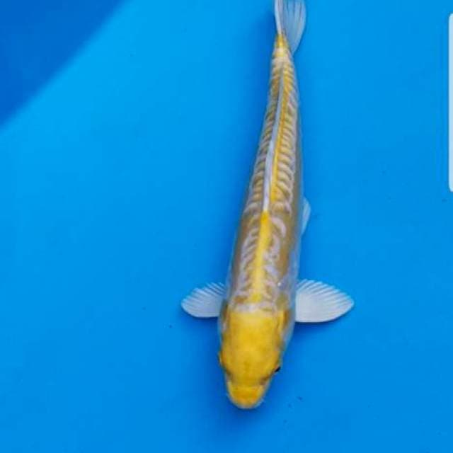 Kin Kiko