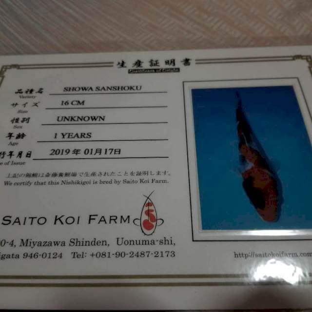 Showa Saito