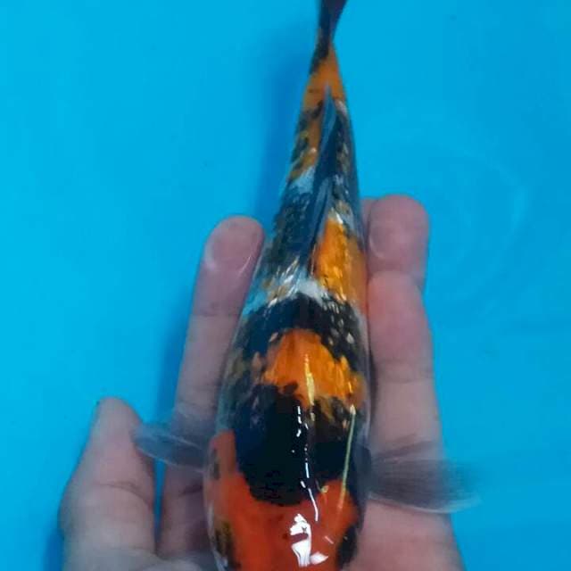 Ki showa ginrin 20 cm