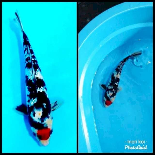Tancho gindrin 34cm male