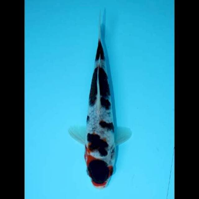 BUDO GOROMO 20 CM