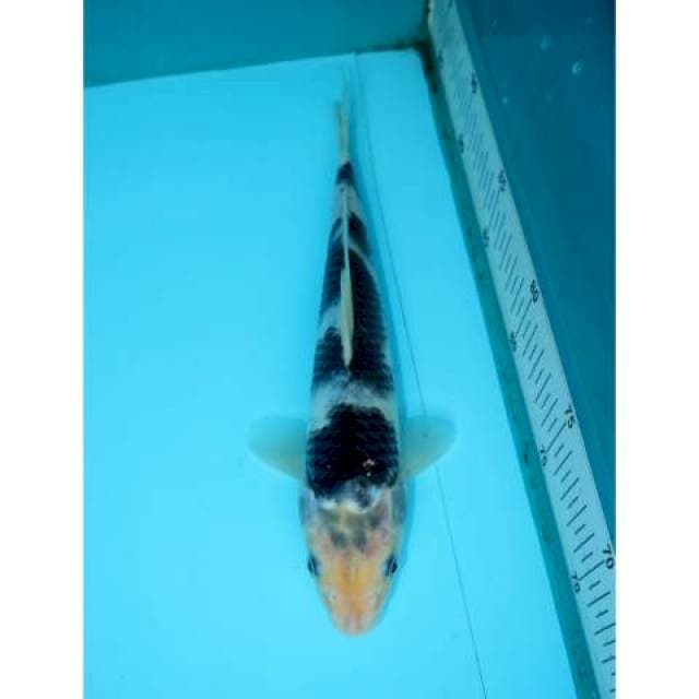 YONDAN SUMI GOROMO 26 CM