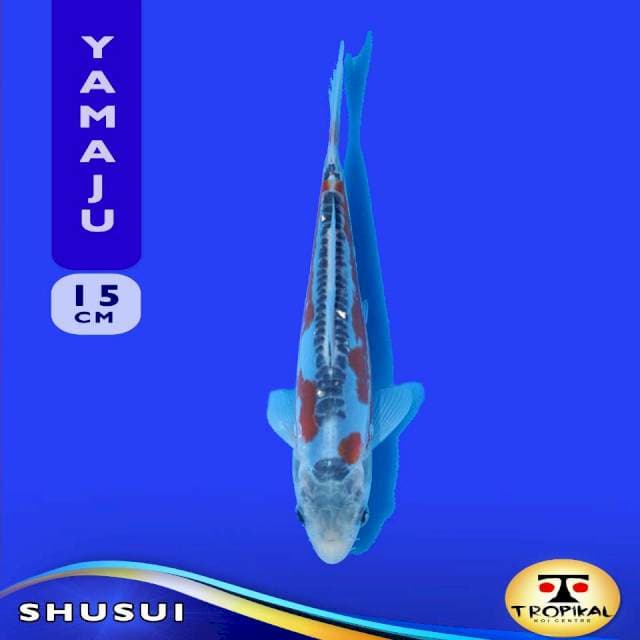 Shusui (Yamaju Farm) 15cm. Import & Sertifikat